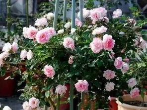 藤本樱霞：园艺绿化的一把好手