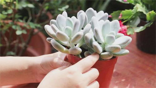 植物浇水频率是多久一次？如何判断是否需要浇水