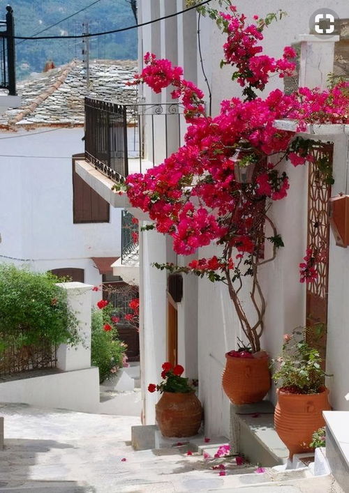 海棠花， 春日里的色彩盛宴