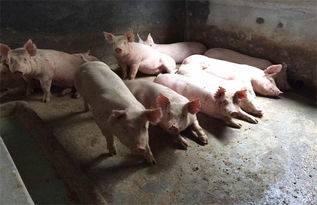 中小型养猪场问题探析