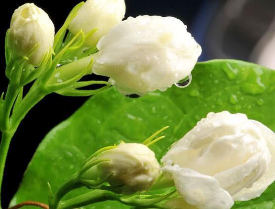 冬青花的日常护理