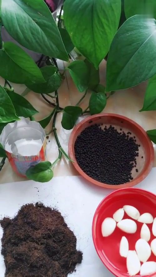 绿萝冬天怎么养？简单又实用的方法有哪些