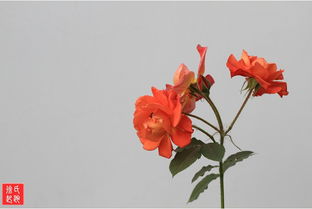 月季花展， 盛宴来袭