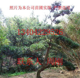 罗汉松树苗种植的细节，你真的了解吗？
