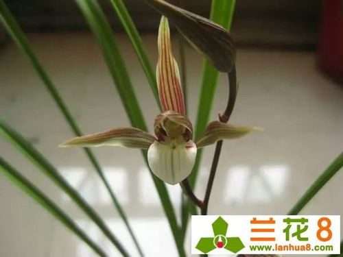 红棕风化石：兰花的神秘伴侣