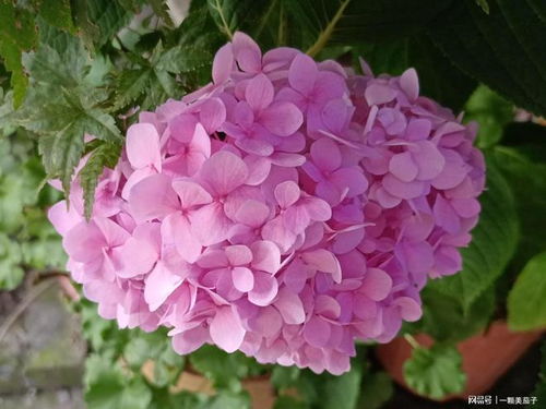 八仙花和绣球花的生长习性