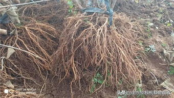 猕猴桃树苗种植时如何进行科学管理才能提高成活率和产量