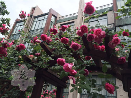 环保小卫士：地被月季的神奇力量