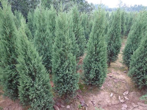 土壤选择，不嫩马虎