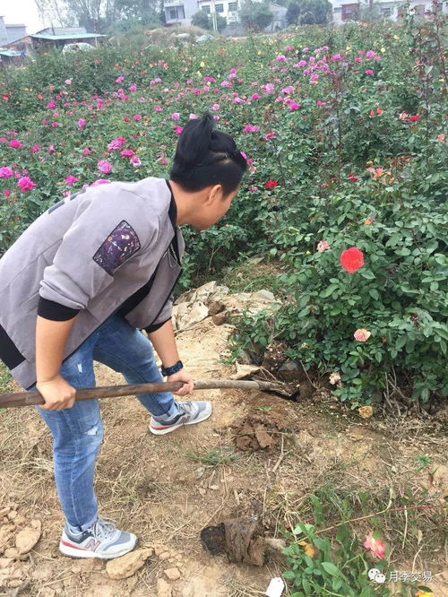 检查与扶正，确保树木健康成长