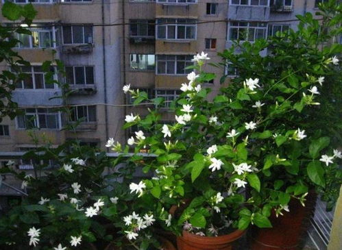 茉莉花适合施用什么肥料？如何进行科学养殖和日常护理