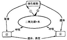 揭秘水循环对农业的重要性：提升产量与可持续性的关键