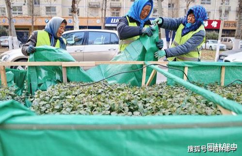 防寒设施的养护