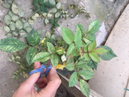 月季红蜘蛛的骚扰：花儿的困境