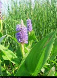 雨久花与梭鱼草的学名探秘