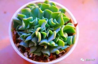 养护经验， 分享给你