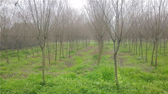 黄金柳树种植小贴士：气候条件全解析