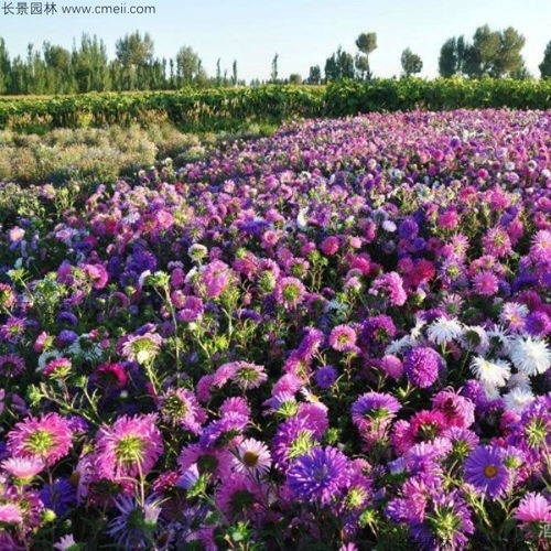 北方地区种植技巧