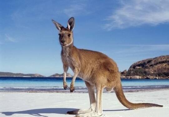 常见带刺植物的例子