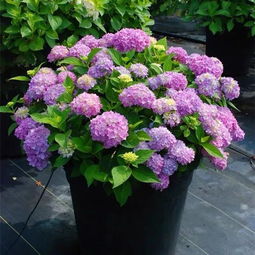 绣球发芽后的肥料大揭秘！