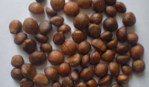 枇杷种子发芽技巧，朝上朝下大揭秘！