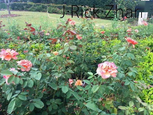 庭院花园月季花选择指南