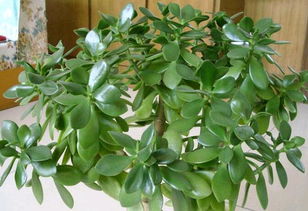 “燕子掌烂根速救，换土重生，焕发新绿！”