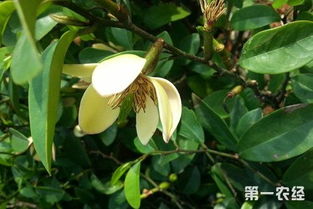 修剪与整形：保持美丽与活力