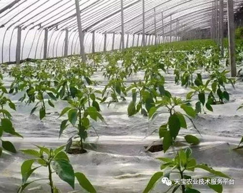 地膜甘蓝出苗后的烦恼：除草剂怎么选？