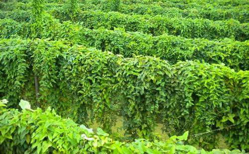 适宜的光照条件