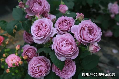 蓝色风暴月季值得入手吗？它的优点和缺点有哪些