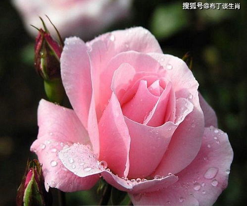 蔷薇花开，果实嫩发芽不？