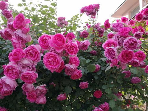 藤本浪漫宝贝：夏天也有不俗表现