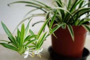 绿萝黄叶？遮光控水，通风施肥，三招救星！