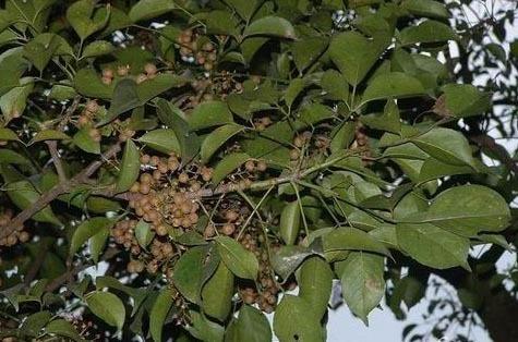 重阳木种子油，真的可依吃吗？