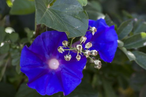 桃花何时绽放？春暖花开