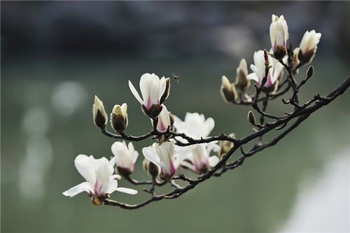 传说中的花神玉兰，其神秘与美丽究竟从何而来
