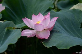 荷花的花期是啥时候呢？