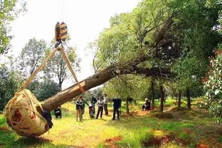 绿化栽苗木挖土球的标准揭秘