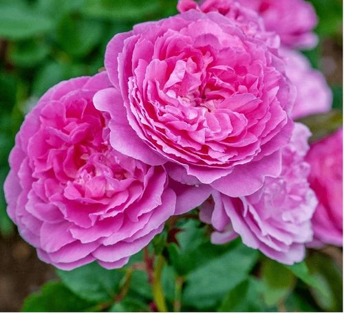 玫昂月季：全球知名的月季品牌