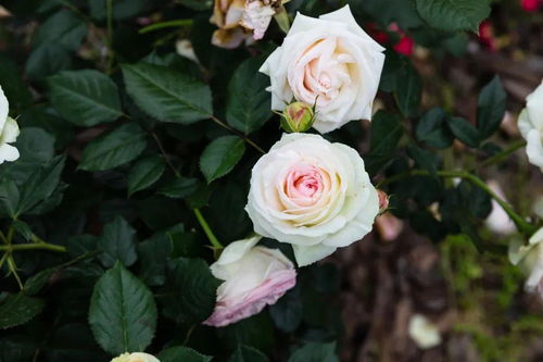 月季花， 北方寒冷地区种植的小秘密