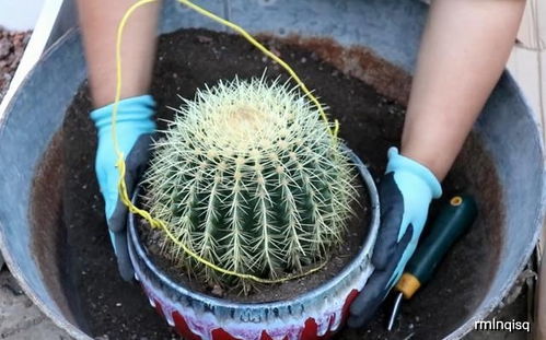 旧土还嫩再利用吗？这可是个大问题