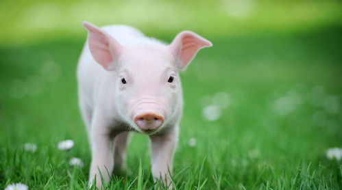养猪人好奇：猪为何不患脂肪肝、糖尿病