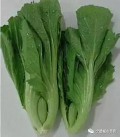 一、 芥菜，伏天的“小清新”