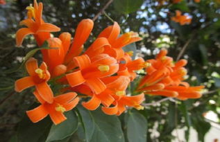 炮仗花叶子发黄，缺什么肥料？