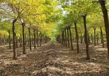 防范国槐锈病：从冬孢子开始