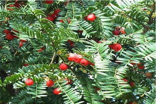 土壤选择与水分管理