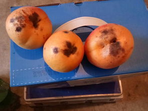 细菌感染，果肉受害