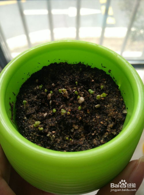生石花什么时候播种最好，最佳播种时间和播种时机是什么时候