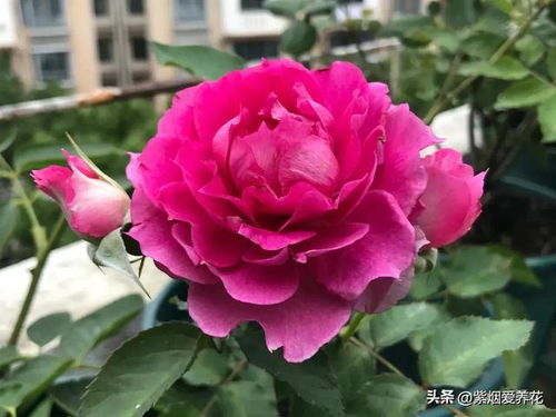 玫瑰花的香气与生命力